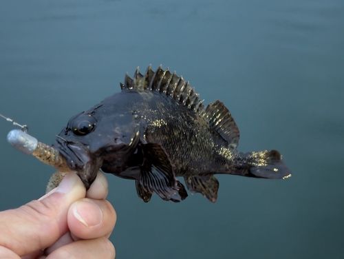 ムラソイの釣果