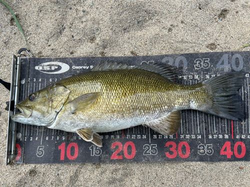 スモールマウスバスの釣果