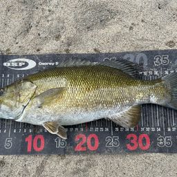 スモールマウスバス