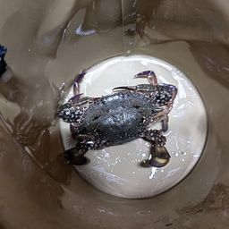 カニ