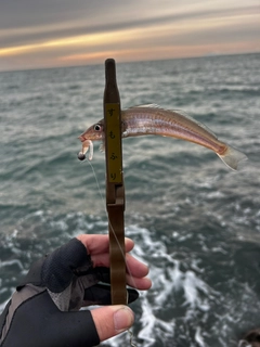 キスの釣果