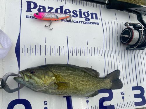 スモールマウスバスの釣果