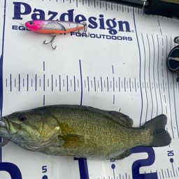 スモールマウスバス