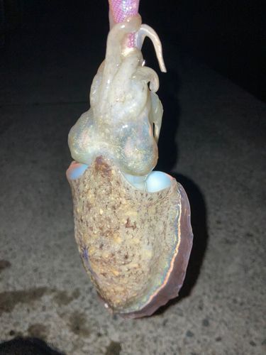 コウイカの釣果