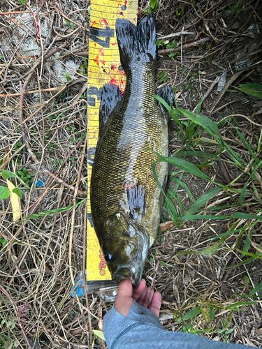 スモールマウスバスの釣果