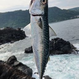サバ