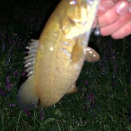 スモールマウスバス