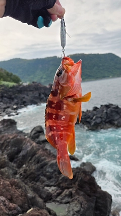 アカハタの釣果