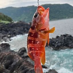 アカハタ