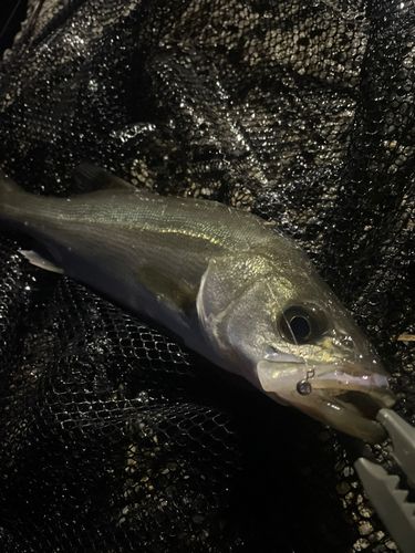 フッコ（ヒラスズキ）