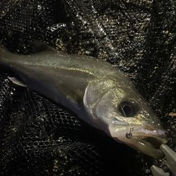 フッコ（ヒラスズキ）