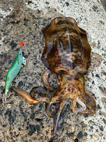 アオリイカの釣果