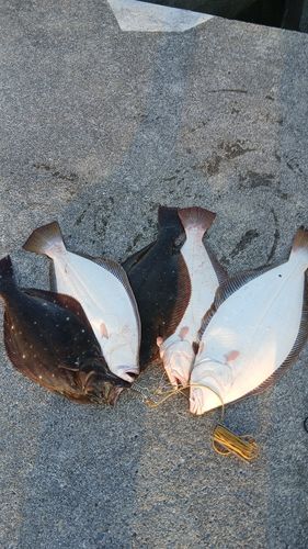 ヒラメの釣果