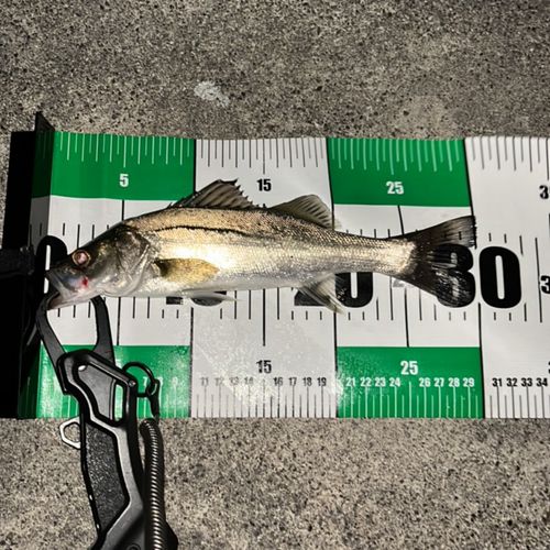 セイゴ（マルスズキ）の釣果