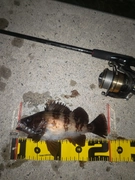 メバルの釣果