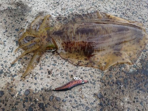 アオリイカの釣果