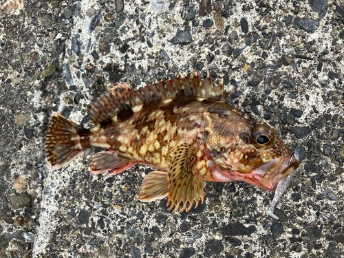 カサゴの釣果