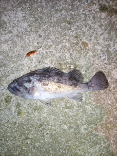 クロソイの釣果