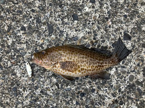 オオモンハタの釣果