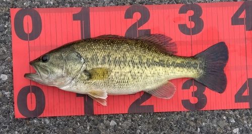 ブラックバスの釣果