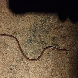 ダイナンウミヘビ