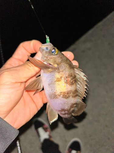 シロメバルの釣果