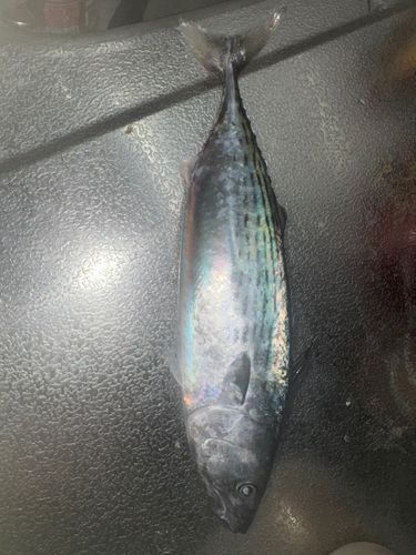 ハガツオの釣果