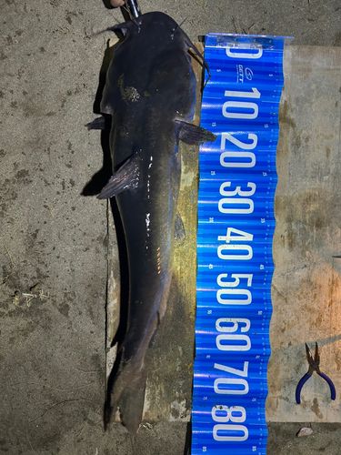 アメリカナマズ