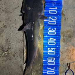 アメリカナマズ