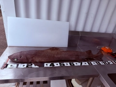 モミジザメの釣果