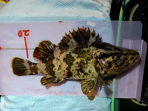 オウゴンムラソイの釣果