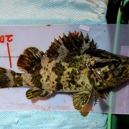 オウゴンムラソイ