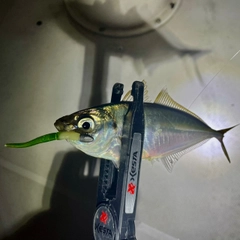 マアジの釣果