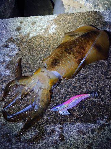 アオリイカの釣果