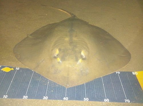 アカエイの釣果