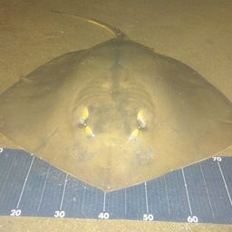アカエイ