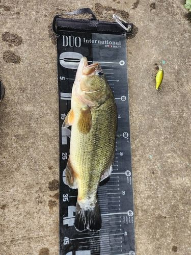 ラージマウスバスの釣果