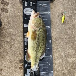 ラージマウスバス