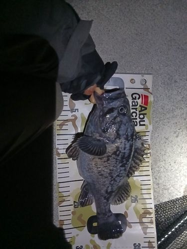 クロソイの釣果