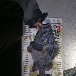 クロソイ