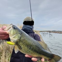 ラージマウスバス