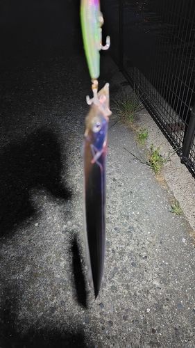 タチウオの釣果
