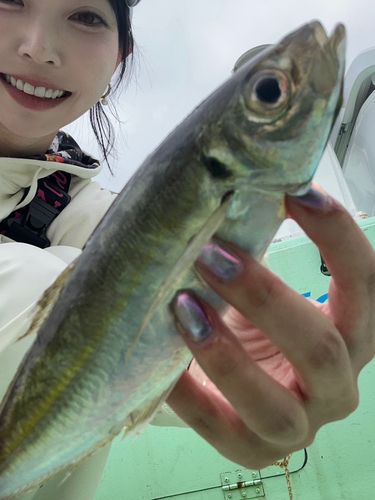 マアジの釣果