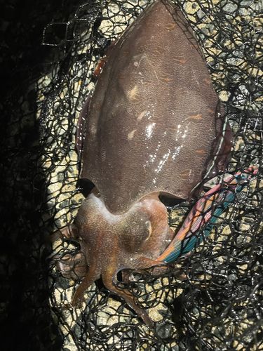 モンゴウイカの釣果