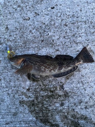 アイナメの釣果