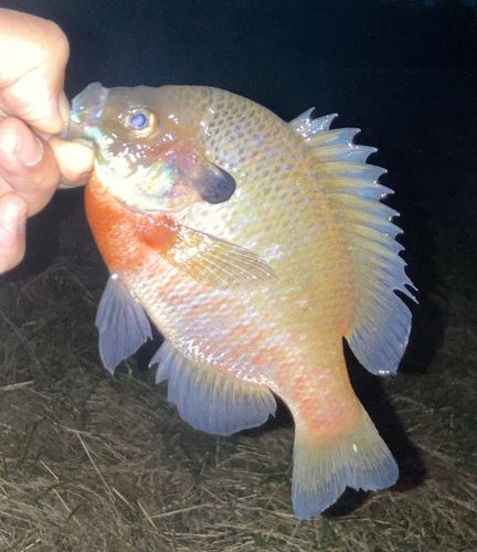 ブルーギルの釣果