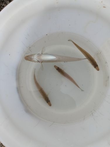 キスの釣果