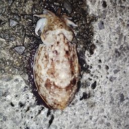コウイカ