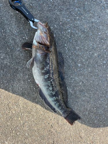 アイナメの釣果