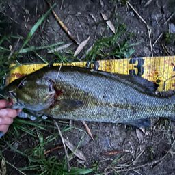 スモールマウスバス